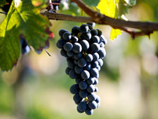 tl_files/catalogo/immagini_vitis_vinifera/grappolo_di_uva_nera.jpg