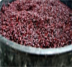 tl_files/catalogo/immagini_vitis_vinifera/mosto_uva_rosso.jpg